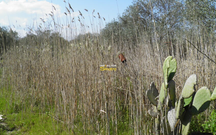 I-242 RAMACCA – CONTRADA IANNARELLO