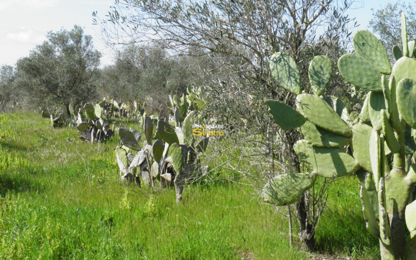 I-242 RAMACCA – CONTRADA IANNARELLO